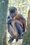 86 - MANDRILL INTERROGATIF - DUPEUX ROSELINE - france